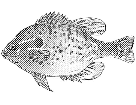 Cartoon style line drawing of a Longear sunfish or Lepomis megalotis a freshwater fish endemic to North America with halftone dots shading on isolated background in black and white.