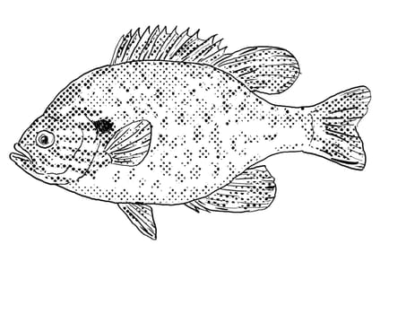 Cartoon style line drawing of a pumpkinseed x  bluegill sunfish,  Lepomis gibbosus x macrochirus,  hybrid sunfish or pumpkingill, a freshwater fish endemic to North America with halftone dots shading on isolated background in black and white.