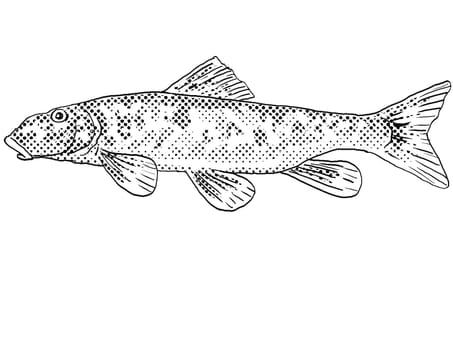 Cartoon style line drawing of a northern hogsucker or Hypentelium nigricans a freshwater fish endemic to North America with halftone dots shading on isolated background in black and white.