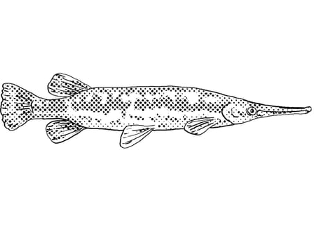 Cartoon style line drawing of a longnose gar Lepisosteus osseus, longnose garpike or billy gar a freshwater fish endemic to North America with halftone dots shading on isolated background in black and white.