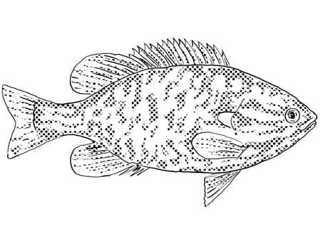 Cartoon style line drawing of a northern sunfish or Lepomis peltastes a freshwater fish endemic to North America with halftone dots shading on isolated background in black and white.