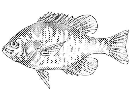 Cartoon style line drawing of a redear sunfish Lepomis microlophus, shellcracker, Georgia bream, cherry gill, chinquapin, improved bream, rouge ear sunfish or  sun perch a freshwater fish endemic to North America with halftone dots shading on isolated background in black and white.