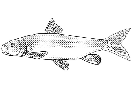 Cartoon style line drawing of a river redhorse or Moxostoma carinatum a freshwater fish endemic to North America with halftone dots shading on isolated background in black and white.