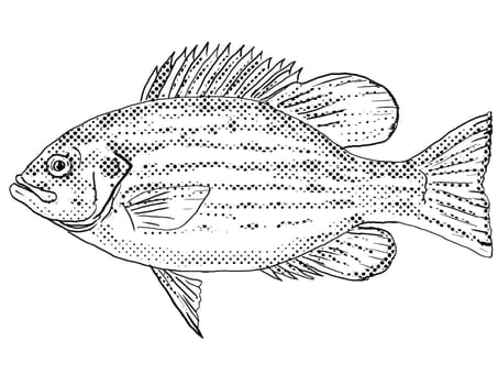 Cartoon style line drawing of a rock bass Ambloplites rupestris rock perch, goggle-eye, red eye or black perch, a freshwater fish endemic to North America with halftone dots shading on isolated background in black and white.