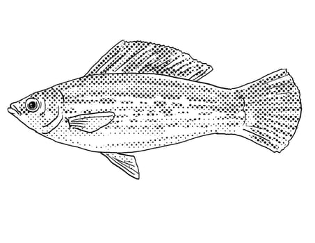 Cartoon style line drawing of a sailfin molly or Poecilia latipinna a freshwater fish endemic to North America with halftone dots shading on isolated background in black and white.