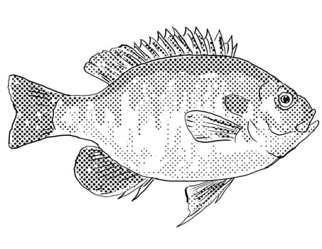 Cartoon style line drawing of a redspotted sunfish Lepomis miniatus or stumpknocker a freshwater fish endemic to North America with halftone dots shading on isolated background in black and white.