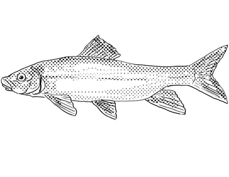 Cartoon style line drawing of a shorthead redhorse or Moxostoma macrolepidotum a freshwater fish endemic to North America with halftone dots shading on isolated background in black and white.