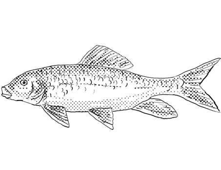 Cartoon style line drawing of a silver redhorse or Moxostoma anisurum a freshwater fish endemic to North America with halftone dots shading on isolated background in black and white.