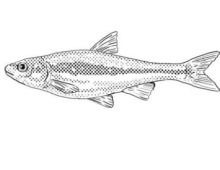 Cartoon style line drawing of a Silverjaw minnow or Ericymba buccata a freshwater fish endemic to North America with halftone dots shading on isolated background in black and white.