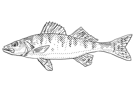Cartoon style line drawing of a walleye or Sander vitreus, Stizostedion vitreum, yellow pike or yellow pickerel a freshwater fish endemic to North America with halftone dots shading on isolated background in black and white.