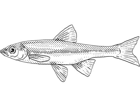 Cartoon style line drawing of a rosyface shiner or Notropis rubellus a freshwater fish endemic to North America with halftone dots shading on isolated background in black and white.