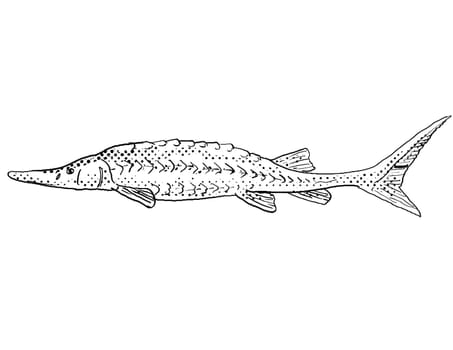 Cartoon style line drawing of a shovelnose sturgeon or Scaphirhynchus platorynchus a freshwater fish endemic to North America with halftone dots shading on isolated background in black and white.
