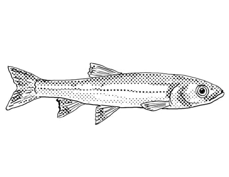 Cartoon style line drawing of a warpaint shiner or Luxilus coccogenis a freshwater fish endemic to North America with halftone dots shading on isolated background in black and white.