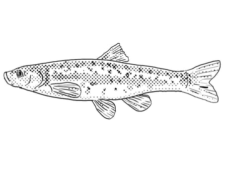 Cartoon style line drawing of a Western blacknose dace or Rhinichthys obtusus a freshwater fish endemic to North America with halftone dots shading on isolated background in black and white.