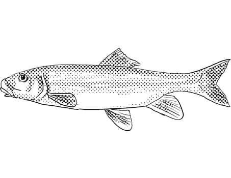 Cartoon style line drawing of a white sucker or Catostomus commersonii a freshwater fish endemic to North America with halftone dots shading on isolated background in black and white.
