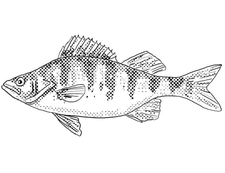 Cartoon style line drawing of a yellow perch Perca flavescens, perch, striped perch, American perch, American river perch or preacher a freshwater fish endemic to North America with halftone dots shading on isolated background in black and white.