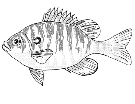 Cartoon style line drawing of a dollar sunfish or Lepomis marginatus freshwater fish endemic to North America with halftone dots shading on isolated background in black and white.
