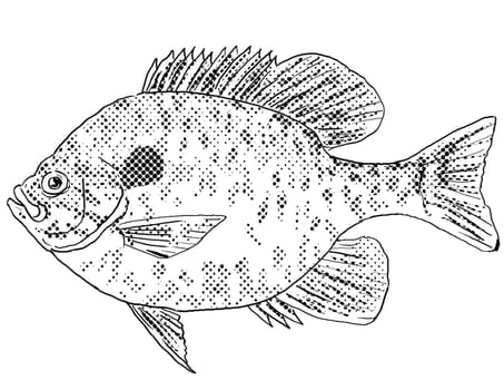Cartoon style line drawing of a pumpkinseed Lepomis gibbosus, pond perch, common sunfish, punkie, sunfish, sunny or kivver a freshwater fish endemic to North America with halftone dots shading on isolated background in black and white.