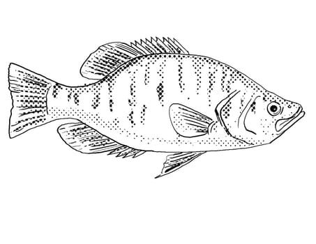 Cartoon style line drawing of a white crappie Pomoxis annularis, goldring or  silver perch a freshwater fish endemic to North America with halftone dots shading on isolated background in black and white.