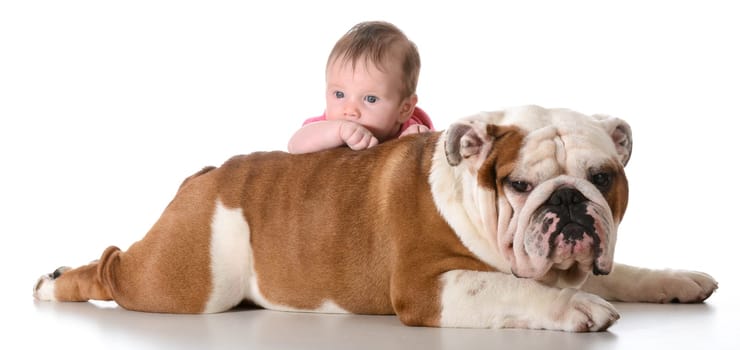 baby with bulldog isolated on white background
