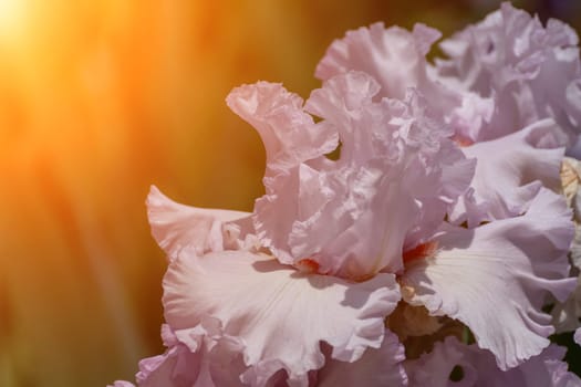 Purple with yellow bearded iris flower close up.