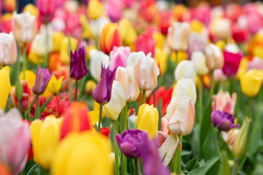 Multicolored tulip background in a park of Holland
