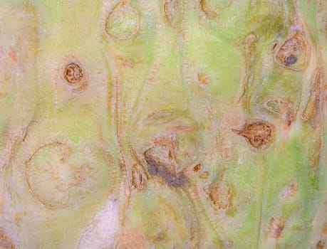 Abstract macro background of a celery root