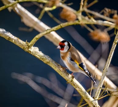 Closeup of an European goldfinch sitting on a branch