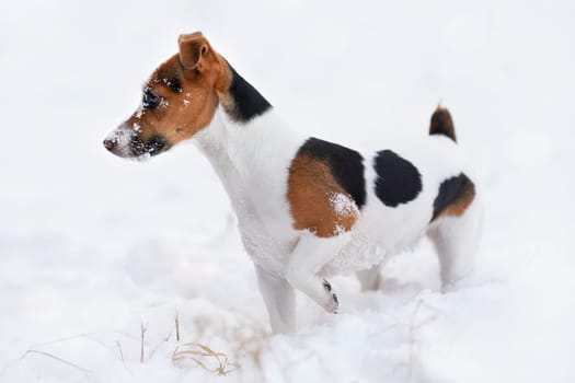 Small Jack Russell terrier dog walking on snow covered ground in winter, view from side, her face covered with white crystals