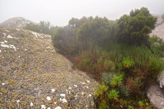 Local flora - grass and small bushes, most of it endemic to Madagascar growing in Andringitra National Park as seen during trek to peak Boby