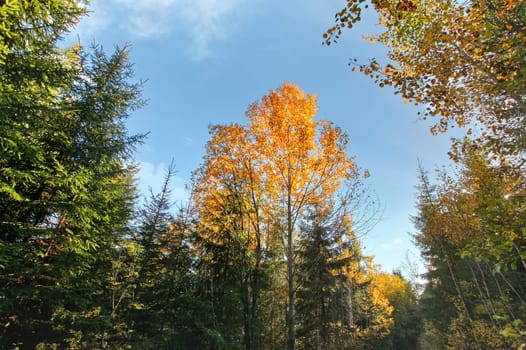 Looking up autumn coloured trees clear blue sky background
