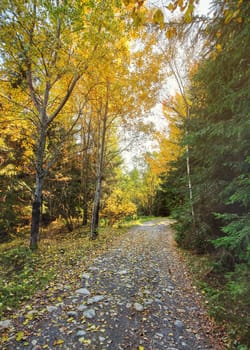 Dust and rock forest road, autumn coloured trees on both sides, sun backlight in background