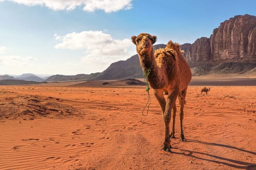 Two camels, large animal in foreground, walking on orange red sand of Wadi Rum desert, mountains background