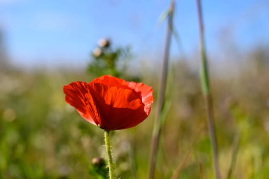 A beautiful red poppy stands tall amidst a lush green meadow, basking in the warm sunlight of a spring afternoon with a clear blue sky above, creating a serene and peaceful atmosphere.