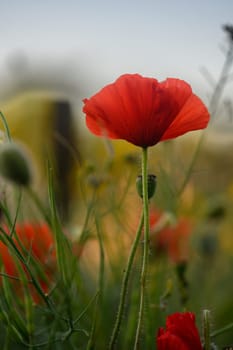 In a lush meadow, brilliant red poppies stand tall among swaying grasses and colorful wildflowers, celebrating the splendor of spring under a soft, cloudy sky.