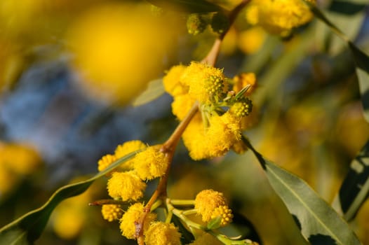 Vibrant yellow flowers bloom amidst lush green leaves, illuminated by warm sunlight, revealing the beauty of nature in full springtime splendor.