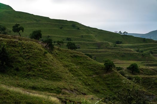 A hillside covered in green grass and trees