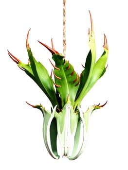 Staghorn fern, forked green pattern, suspended animation, ultra HD detail, studio quality
