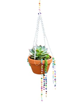 String of Pearls in a hanging pot, cascading beads, succulent leaves, isolated on transparent, bright colors,