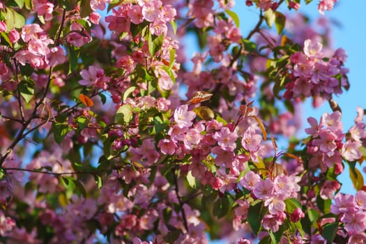 Blossoms dance under the bright blue sky in a vibrant springtime celebration of nature's beauty