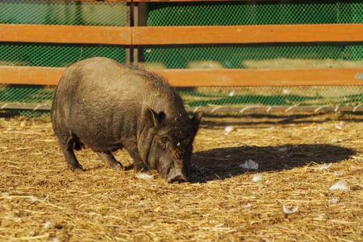 Quiet moments in the sun with a curious pig exploring the grassy meadow on a warm afternoon