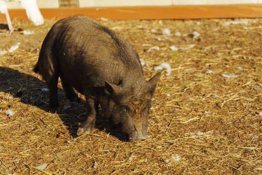Curiously foraging pig explores the earthy patch during a sunny afternoon in the countryside