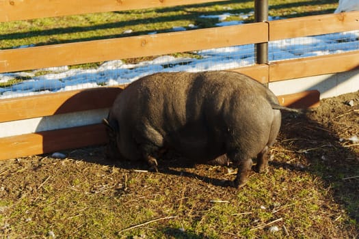 Curiously foraging pig explores the earthy patch during a sunny afternoon in the countryside