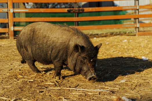 A small pig wanders happily through a farmyard, rummaging through straw under the warm sun.