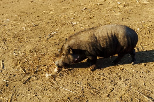 A small black pig forages in the warm sunlight of a farmyard. Wooden fences frame the area