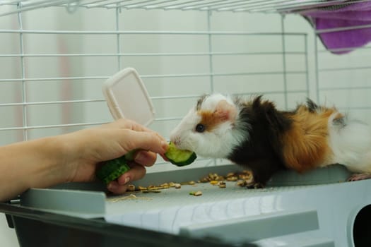 In a cozy corner, a curious guinea pig peeks out of its shelter, excitedly reaching for a refreshing cucumber