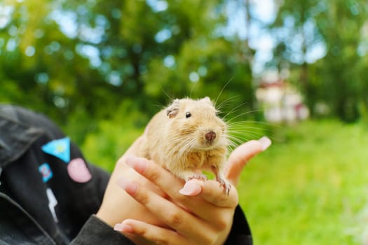 A playful squirrel enjoying cozy moments nestled in a warm hand during a sunny afternoon stroll in the backyard