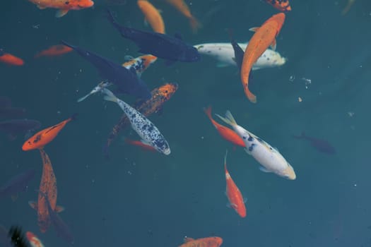 Colorful carp of koi floating in a pond. A flock of fish in the water. flat lay. top view. High quality photo