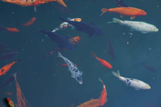 Colorful carp of koi floating in a pond. A flock of fish in the water. flat lay. top view. High quality photo