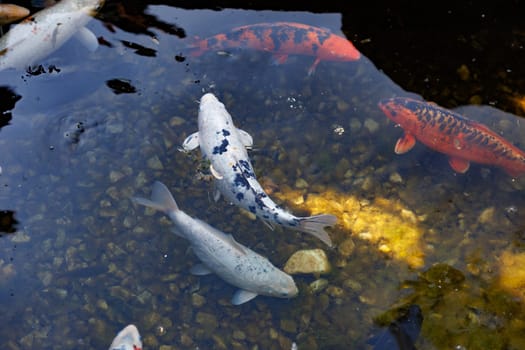 Colorful carp of koi floating in a pond. A flock of fish in the water. flat lay. top view. High quality photo